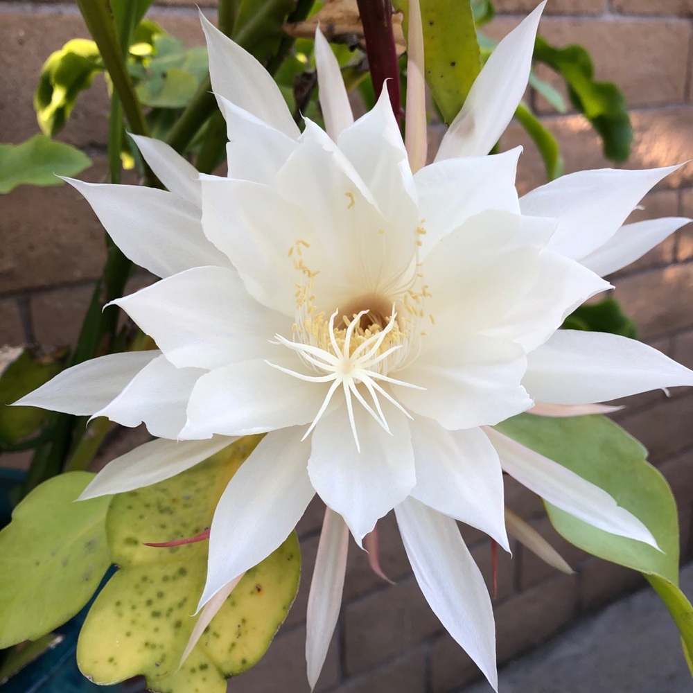 Meet your Posher, Paulina